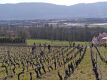 W69_2023-03-18_Sortie-a-la-vigne-Publique_001